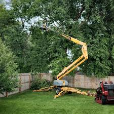 Best Lawn Renovation and Restoration  in Ampere North, NJ