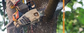 Professional Tree Removal in Ampere North, NJ