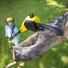 Best Hazardous Tree Removal  in Ampere North, NJ