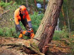 Trusted Ampere North, NJ Tree Removal Experts