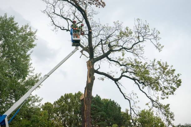 Best Tree Removal  in Ampere North, NJ