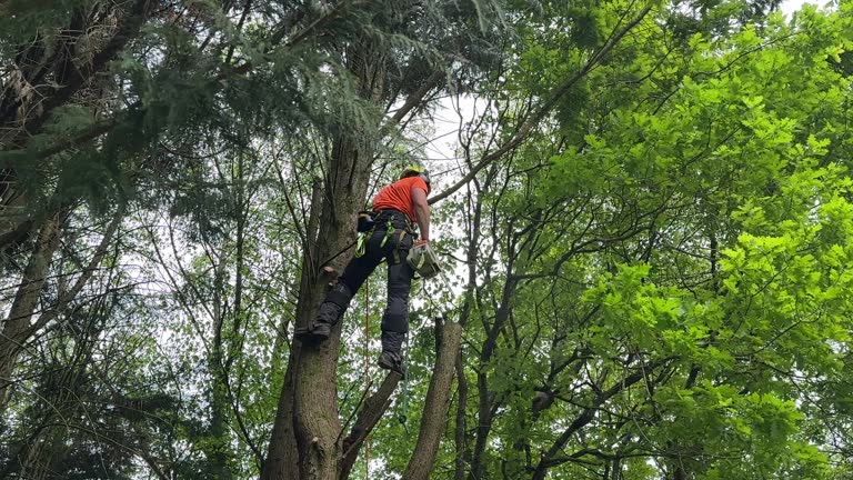 Best Tree Mulching  in Ampere North, NJ