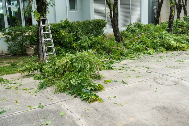 Best Lawn Watering Services  in Ampere North, NJ