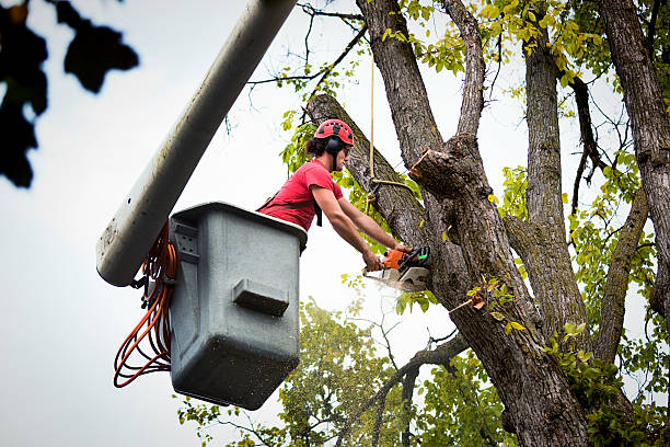 How Our Tree Care Process Works  in  Ampere North, NJ